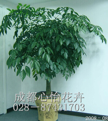 成都植物租赁品种