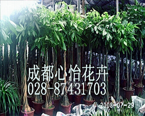 成都植物出租成品