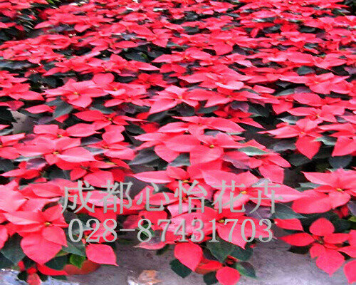 成都鲜花租赁成品