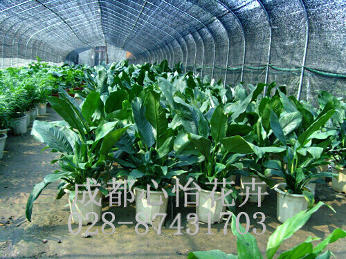 成都花卉租赁成品