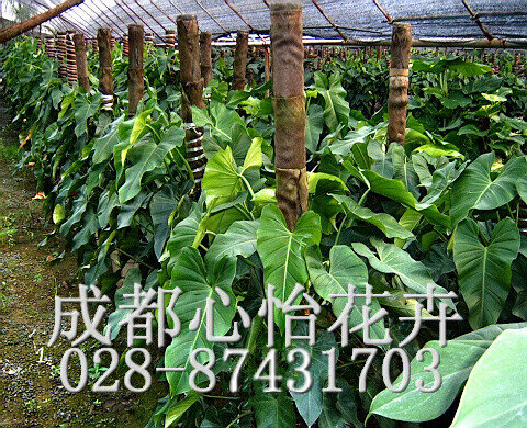 成都办公楼植物租摆成品