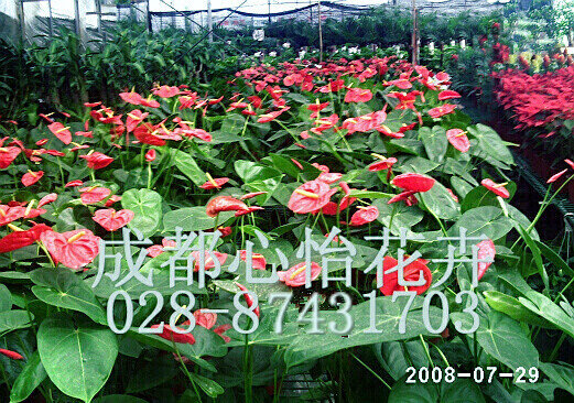成都鲜花租摆成品