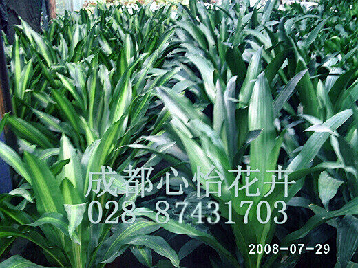 成都植物租摆成品