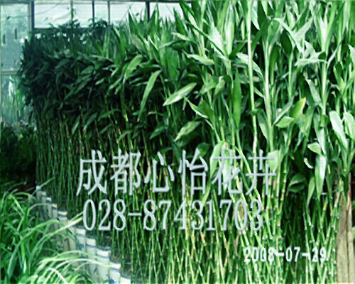 成都植物租赁成品