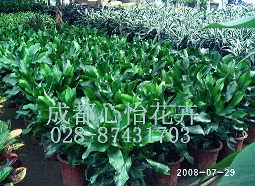 成都花卉租赁成品