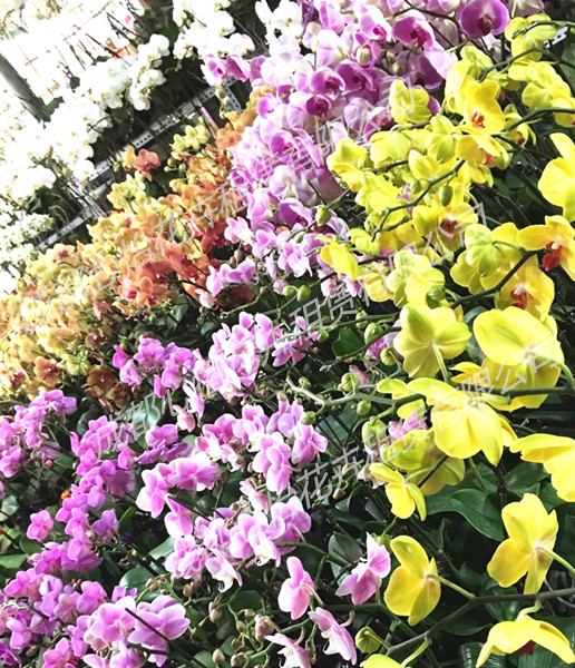 成都绿植出租成品